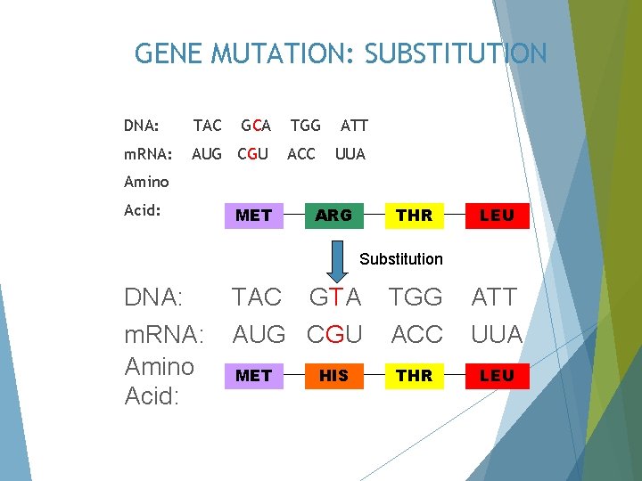 GENE MUTATION: SUBSTITUTION DNA: TAC GCA m. RNA: AUG CGU TGG ATT ACC UUA
