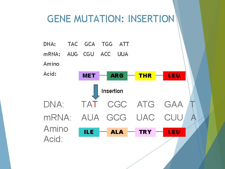 GENE MUTATION: INSERTION DNA: TAC GCA m. RNA: AUG CGU TGG ATT ACC UUA