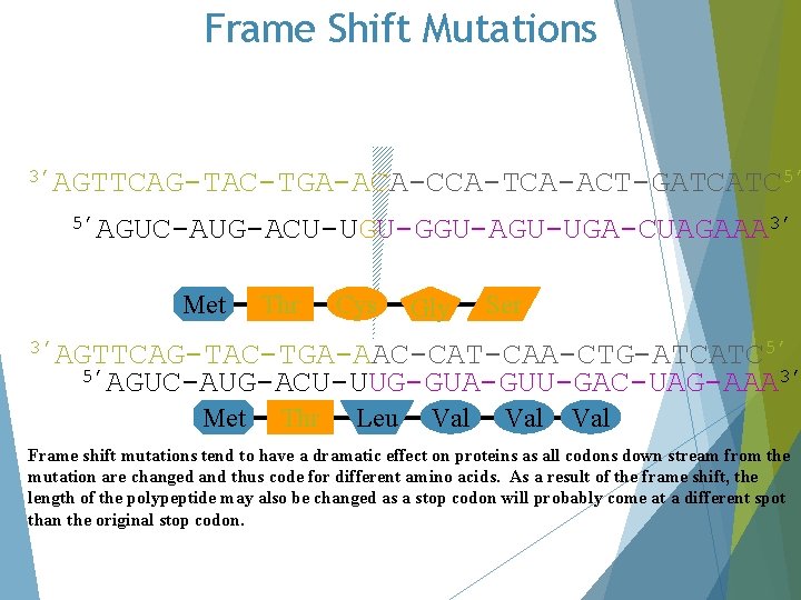 Frame Shift Mutations 3’AGTTCAG-TAC-TGA-ACA-CCA-TCA-ACT-GATCATC 5’ 5’AGUC-AUG-ACU-UGU-GGU-AGU-UGA-CUAGAAA 3’ Met Thr Cys Gly Ser 3’AGTTCAG-TAC-TGA-AAC-CAT-CAA-CTG-ATCATC 5’