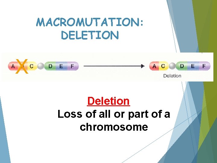 MACROMUTATION: DELETION X Deletion Loss of all or part of a chromosome 