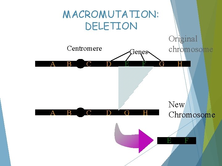 MACROMUTATION: DELETION Centromere A A B B C C Original chromosome Genes D D