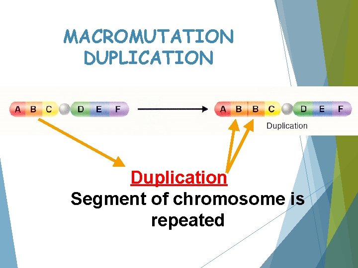 MACROMUTATION DUPLICATION Duplication Segment of chromosome is repeated 