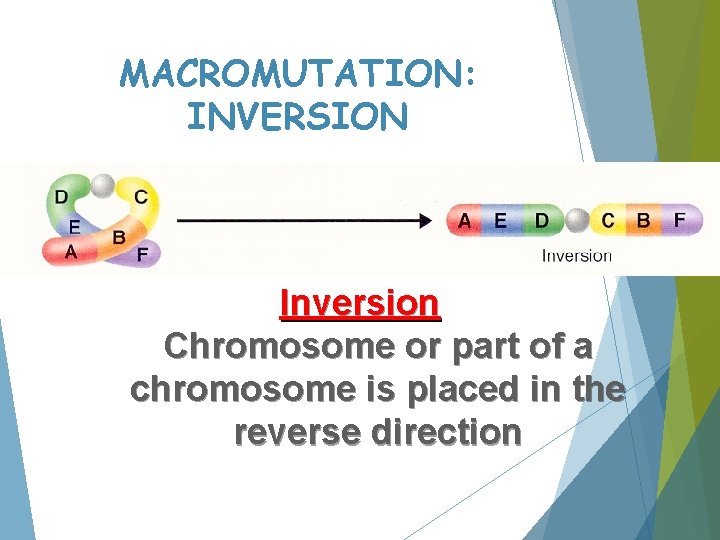 MACROMUTATION: INVERSION Inversion Chromosome or part of a chromosome is placed in the reverse