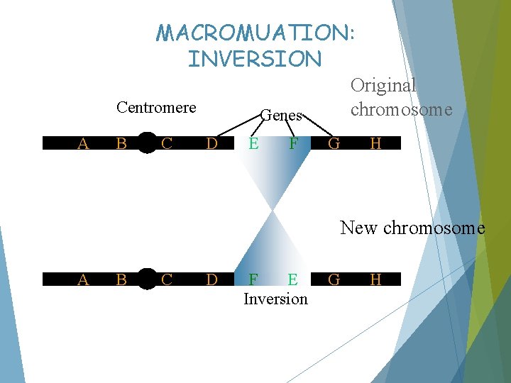 MACROMUATION: INVERSION Centromere A B C Original chromosome Genes D E F G H