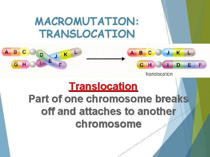 MACROMUTATION: TRANSLOCATION Translocation Part of one chromosome breaks off and attaches to another chromosome