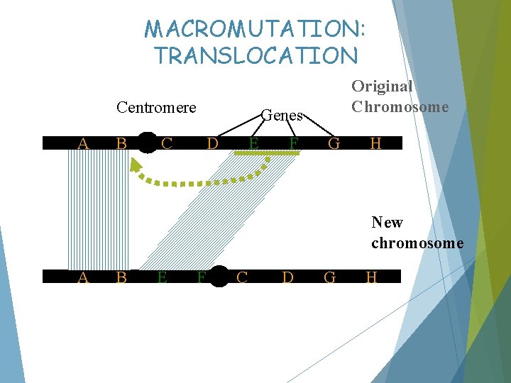 MACROMUTATION: TRANSLOCATION Centromere A B Original Chromosome Genes C D E F G H