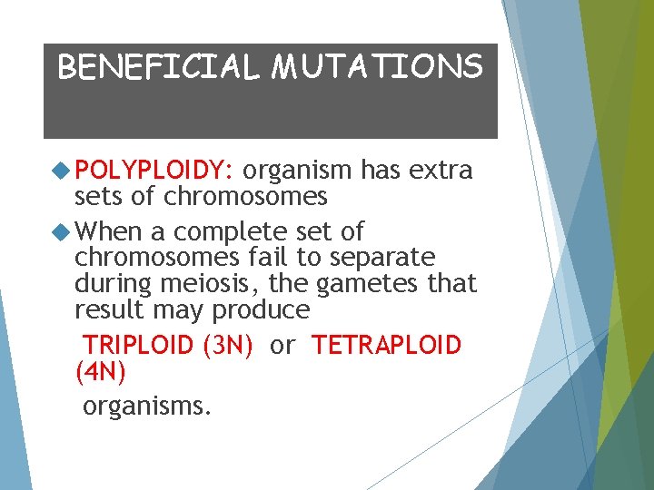 BENEFICIAL MUTATIONS POLYPLOIDY: organism has extra sets of chromosomes When a complete set of