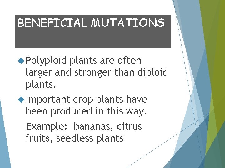 BENEFICIAL MUTATIONS Polyploid plants are often larger and stronger than diploid plants. Important crop