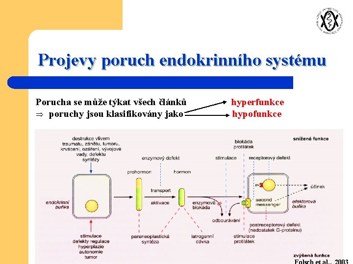 Projevy poruch endokrinního systému Porucha se může týkat všech článků Þ poruchy jsou klasifikovány