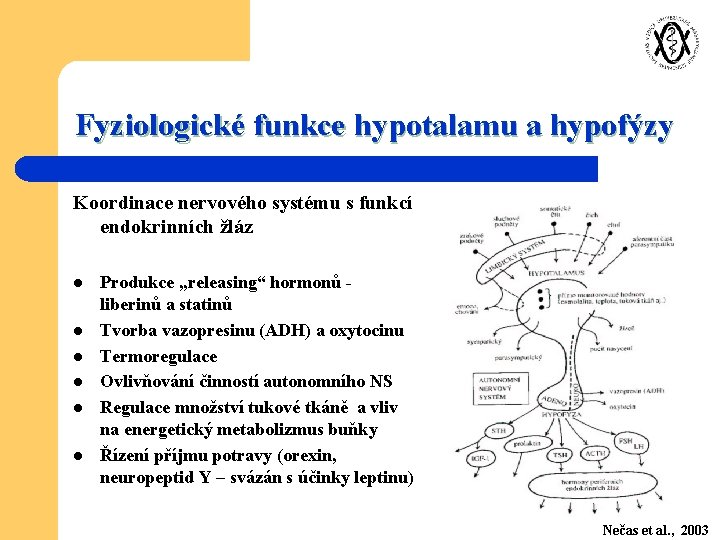 Fyziologické funkce hypotalamu a hypofýzy Koordinace nervového systému s funkcí endokrinních žláz l l