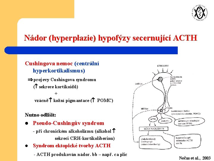 Nádor (hyperplazie) hypofýzy secernující ACTH Cushingova nemoc (centrální hyperkortikalismus) projevy Cushingova syndromu ( sekrece