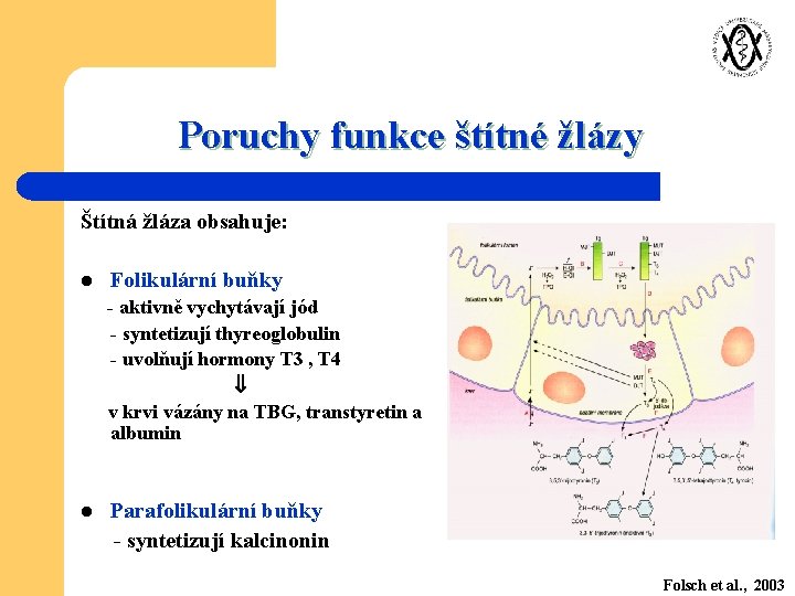 Poruchy funkce štítné žlázy Štítná žláza obsahuje: l Folikulární buňky - aktivně vychytávají jód