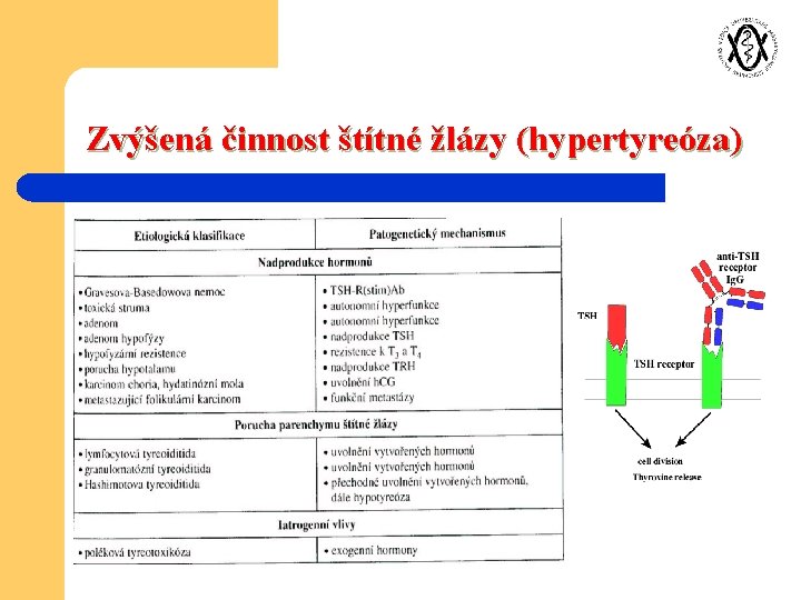 Zvýšená činnost štítné žlázy (hypertyreóza) 