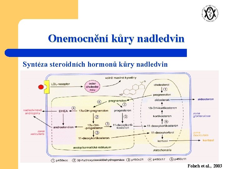 Onemocnění kůry nadledvin Syntéza steroidních hormonů kůry nadledvin Folsch et al. , 2003 