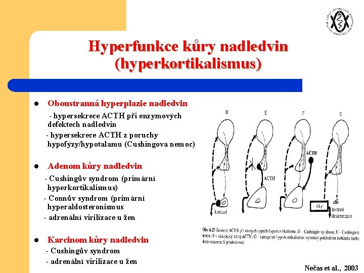 Hyperfunkce kůry nadledvin (hyperkortikalismus) l Oboustranná hyperplazie nadledvin - hypersekrece ACTH při enzymových defektech