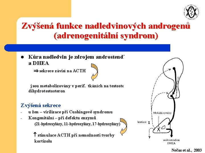 Zvýšená funkce nadledvinových androgenů (adrenogenitální syndrom) l Kůra nadledvin je zdrojem androstendionu a DHEA