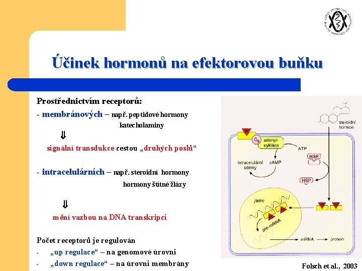 Účinek hormonů na efektorovou buňku Prostřednictvím receptorů: - membránových – např. peptidové hormony katecholaminy