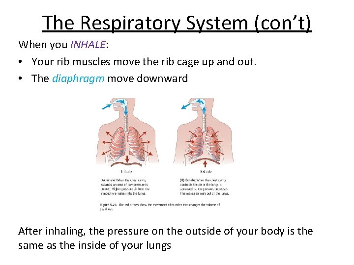 The Respiratory System (con’t) When you INHALE: • Your rib muscles move the rib