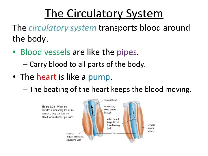 The Circulatory System The circulatory system transports blood around the body. • Blood vessels