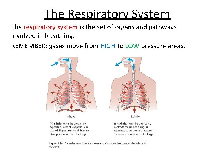 The Respiratory System The respiratory system is the set of organs and pathways involved