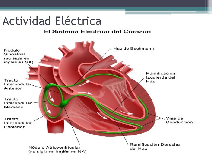 Actividad Eléctrica 