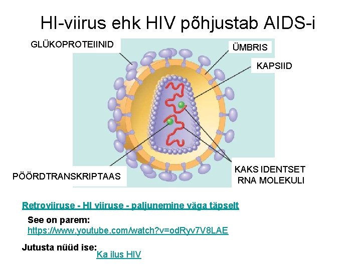 HI-viirus ehk HIV põhjustab AIDS-i GLÜKOPROTEIINID ÜMBRIS KAPSIID PÖÖRDTRANSKRIPTAAS KAKS IDENTSET RNA MOLEKULI Retroviiruse