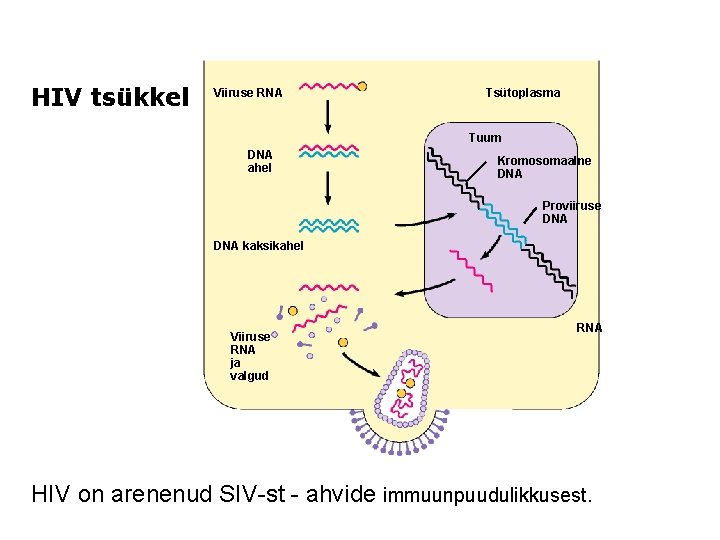 HIV tsükkel Viiruse RNA Tsütoplasma Tuum DNA ahel Kromosomaalne DNA Proviiruse DNA kaksikahel Viiruse
