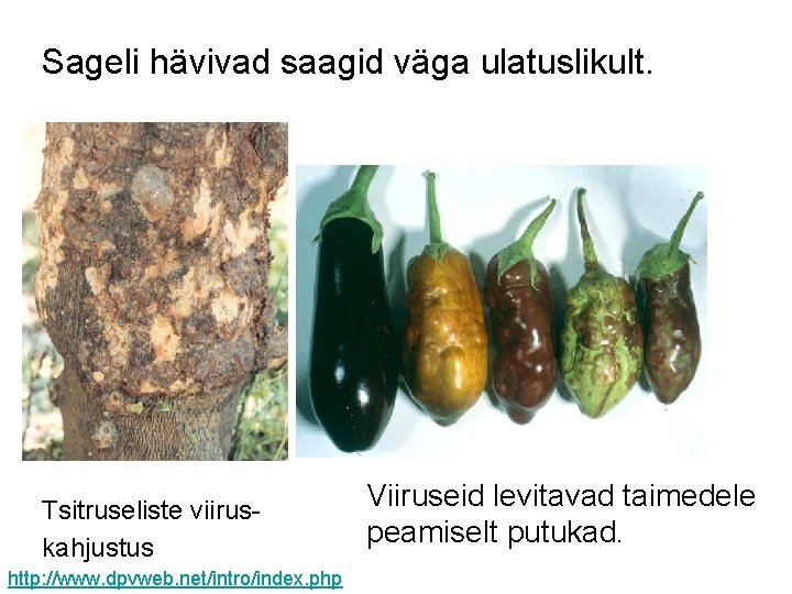 Sageli hävivad saagid väga ulatuslikult. Tsitruseliste viiruskahjustus http: //www. dpvweb. net/intro/index. php Viiruseid levitavad