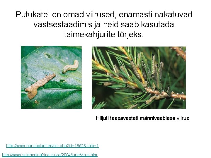 Putukatel on omad viirused, enamasti nakatuvad vastsestaadimis ja neid saab kasutada taimekahjurite tõrjeks. Hiljuti