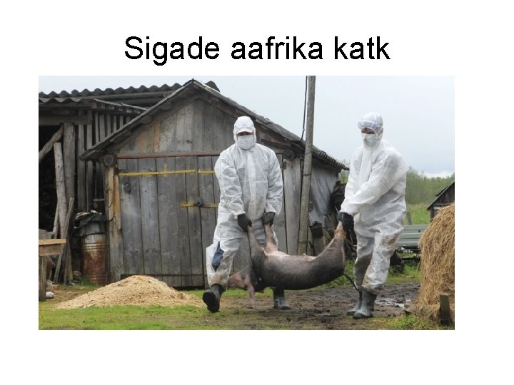 Sigade aafrika katk 