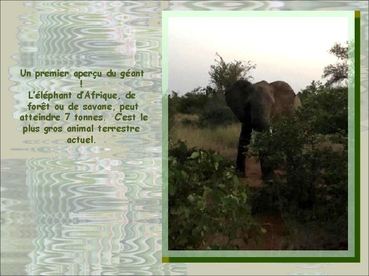 Un premier aperçu du géant ! L’éléphant d’Afrique, de forêt ou de savane, peut