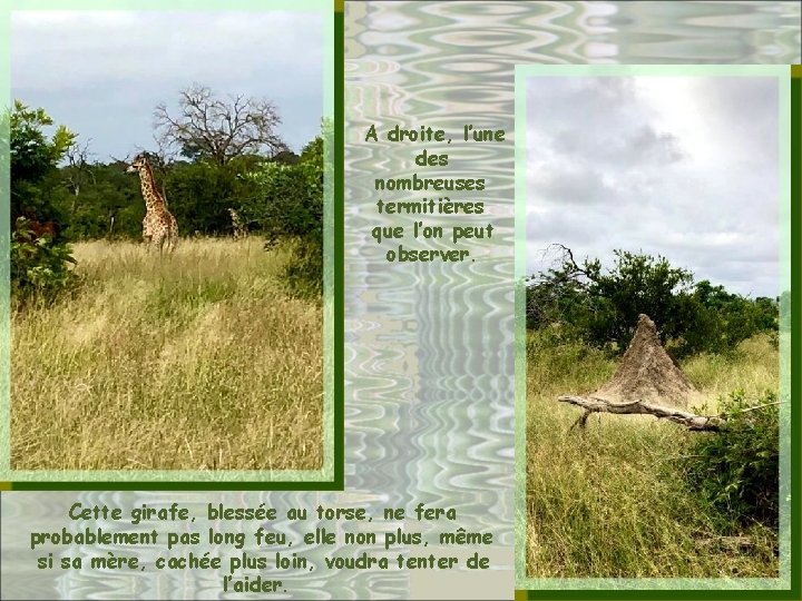 A droite, l’une des nombreuses termitières que l’on peut observer. Cette girafe, blessée au