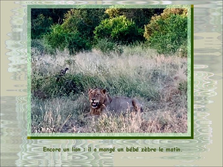 Encore un lion : il a mangé un bébé zèbre le matin. 