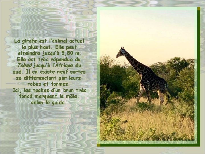 La girafe est l’animal actuel le plus haut. Elle peut atteindre jusqu’à 5, 80