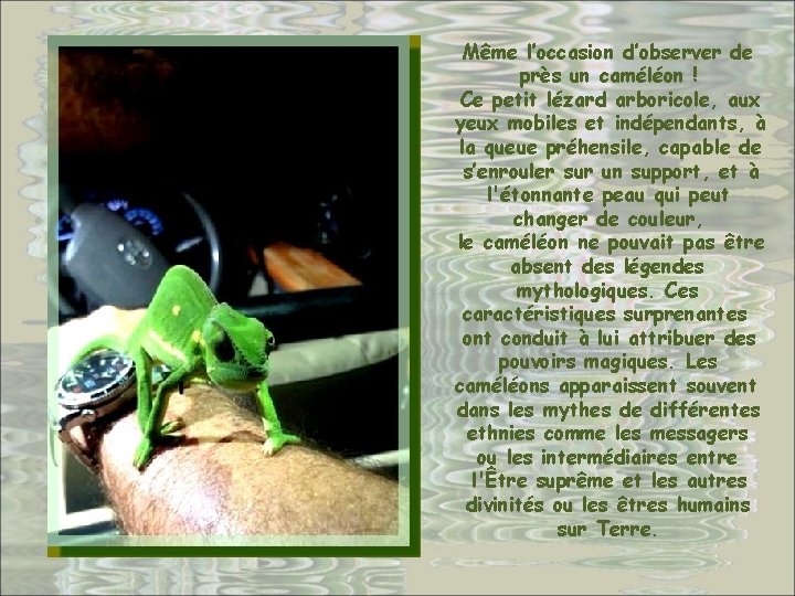 Même l’occasion d’observer de près un caméléon ! Ce petit lézard arboricole, aux yeux