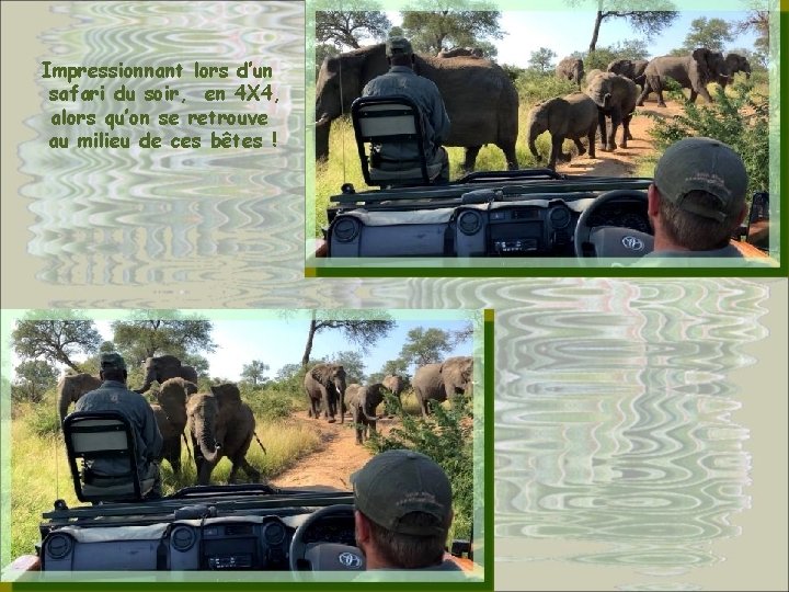 Impressionnant lors d’un safari du soir, en 4 X 4, alors qu’on se retrouve