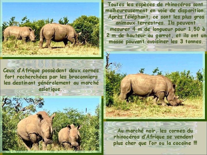 Toutes les espèces de rhinocéros sont malheureusement en voie de disparition. Après l’éléphant, ce