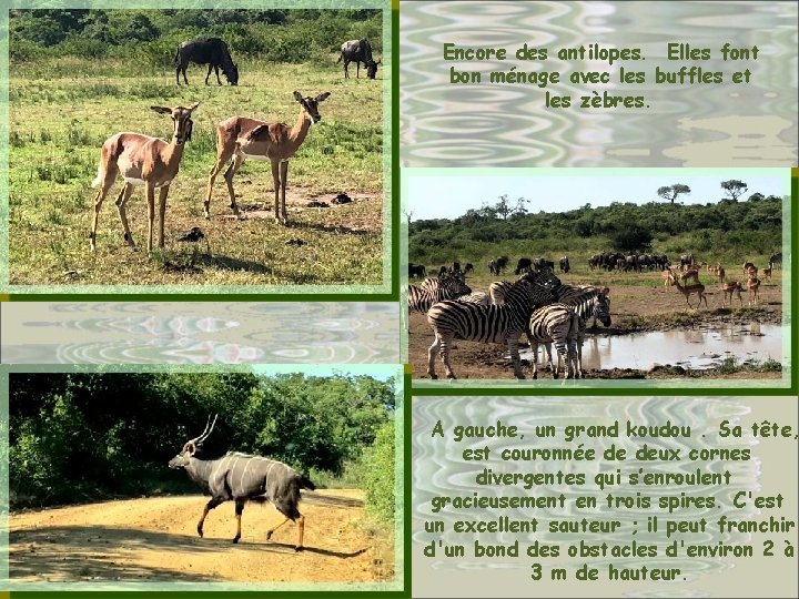 Encore des antilopes. Elles font bon ménage avec les buffles et les zèbres. A