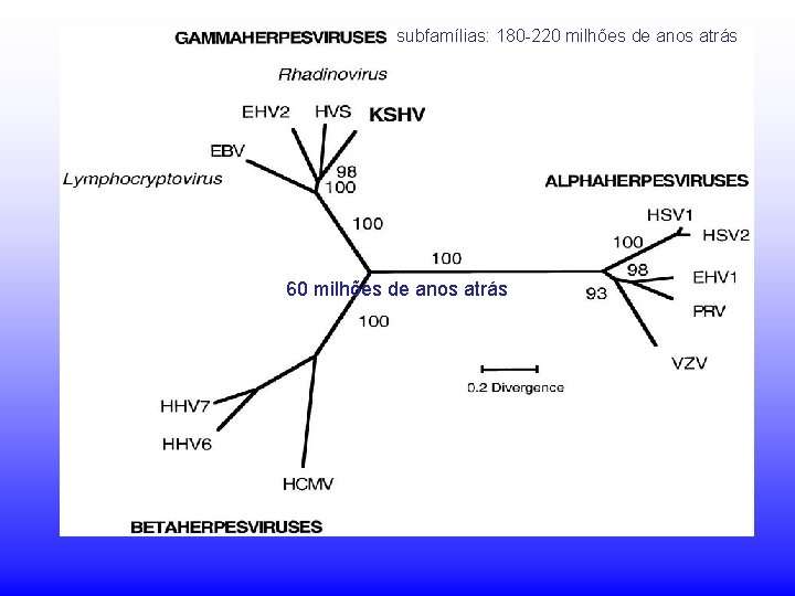 subfamílias: 180 -220 milhões de anos atrás 60 milhões de anos atrás subfamílias: 180 -220 milhões de anos atrás 60 milhões de anos atrás