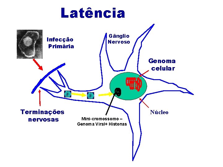 Latência Infecção Primária Gânglio Nervoso Genoma celular Terminações nervosas Núcleo Mini-cromossomo – Genoma Viral+ Latência Infecção Primária Gânglio Nervoso Genoma celular Terminações nervosas Núcleo Mini-cromossomo – Genoma Viral+