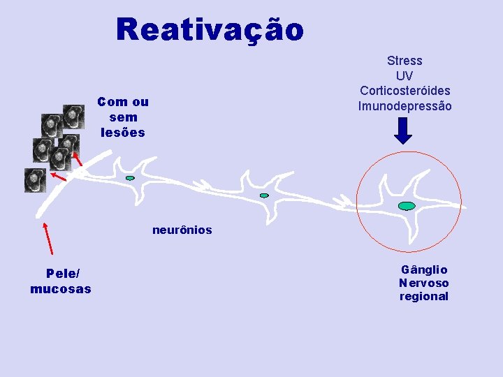 Reativação Stress UV Corticosteróides Imunodepressão Com ou sem lesões neurônios Pele/ mucosas Gânglio Nervoso Reativação Stress UV Corticosteróides Imunodepressão Com ou sem lesões neurônios Pele/ mucosas Gânglio Nervoso