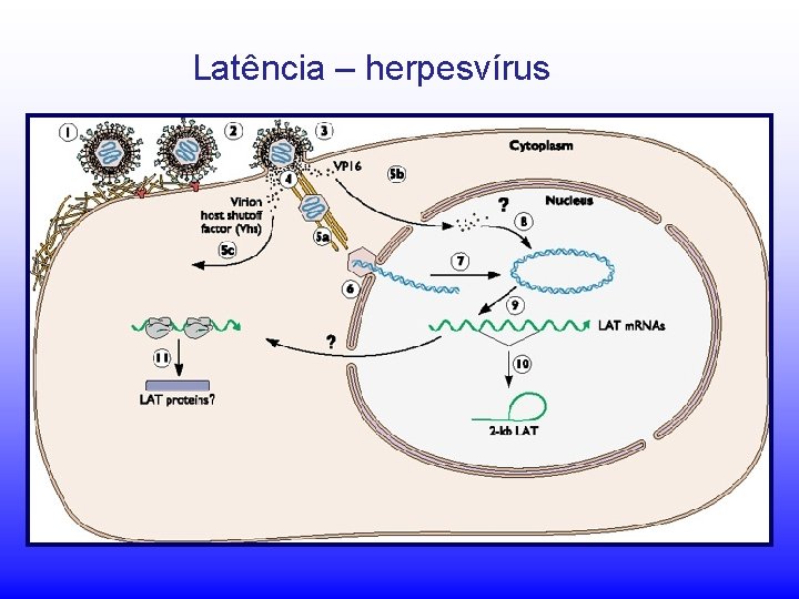 Latência – herpesvírus Latência – herpesvírus