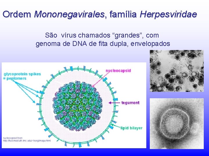 Ordem Mononegavirales, família Herpesviridae São vírus chamados “grandes”, com genoma de DNA de fita Ordem Mononegavirales, família Herpesviridae São vírus chamados “grandes”, com genoma de DNA de fita