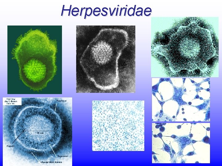 Herpesviridae Herpesviridae