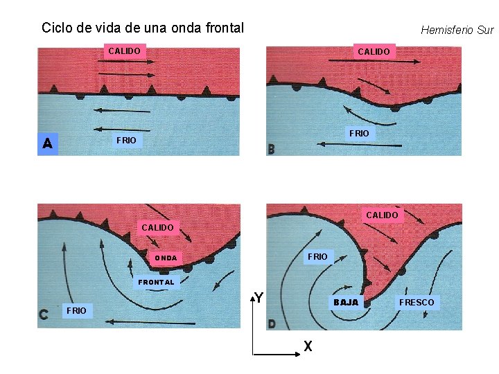 Ciclo de vida de una onda frontal Hemisferio Sur CALIDO A CALIDO FRIO ONDA