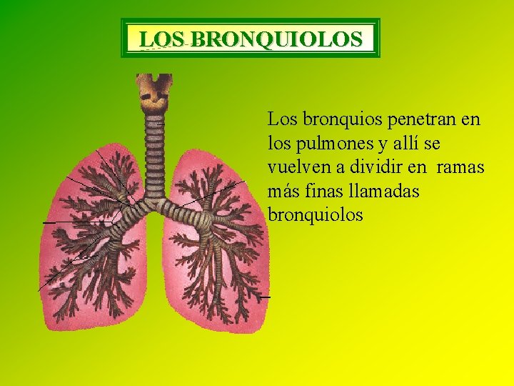 LOS BRONQUIOLOS Los bronquios penetran en los pulmones y allí se vuelven a dividir