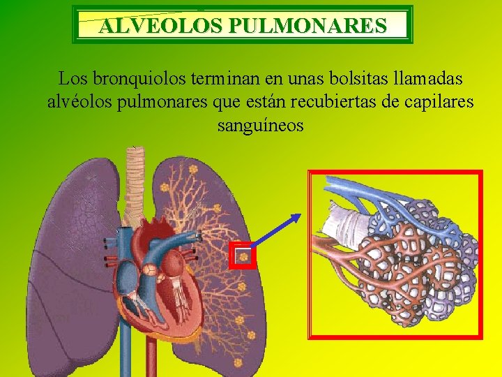 ALVEOLOS PULMONARES Los bronquiolos terminan en unas bolsitas llamadas alvéolos pulmonares que están recubiertas