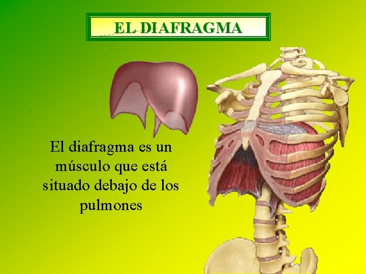 EL DIAFRAGMA El diafragma es un músculo que está situado debajo de los pulmones