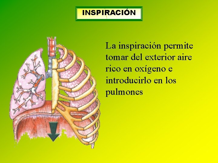 INSPIRACIÓN La inspiración permite tomar del exterior aire rico en oxígeno e introducirlo en