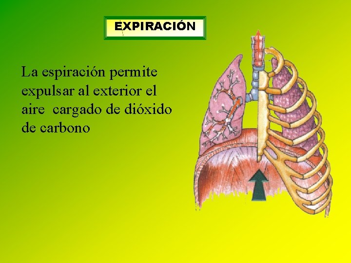 EXPIRACIÓN La espiración permite expulsar al exterior el aire cargado de dióxido de carbono